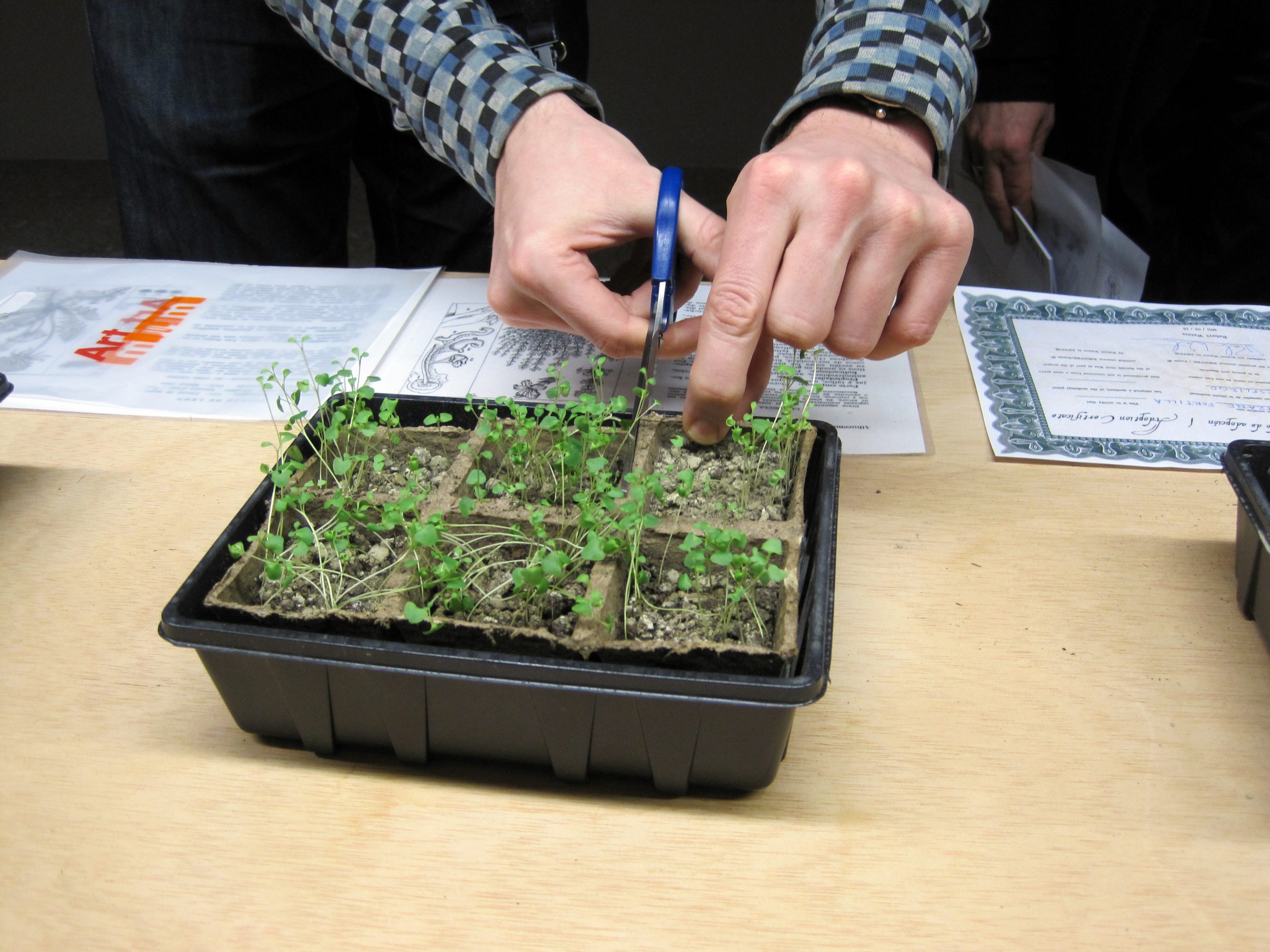 Adoption of medicinal plants