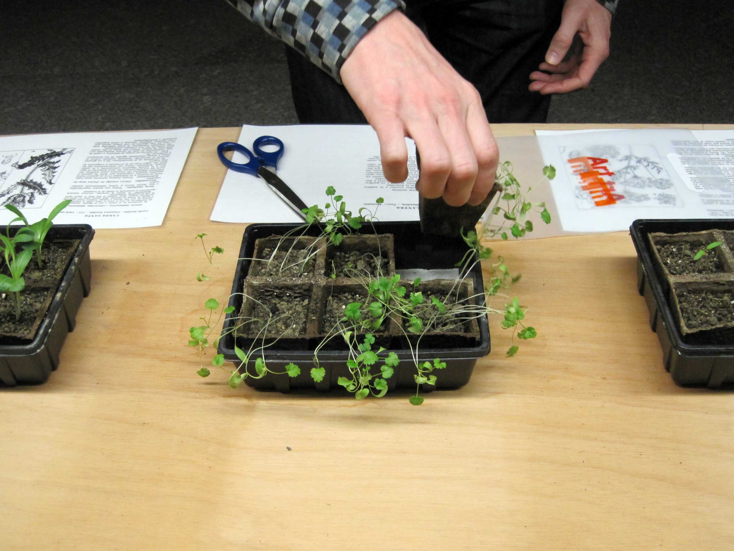 Adoption of medicinal plants