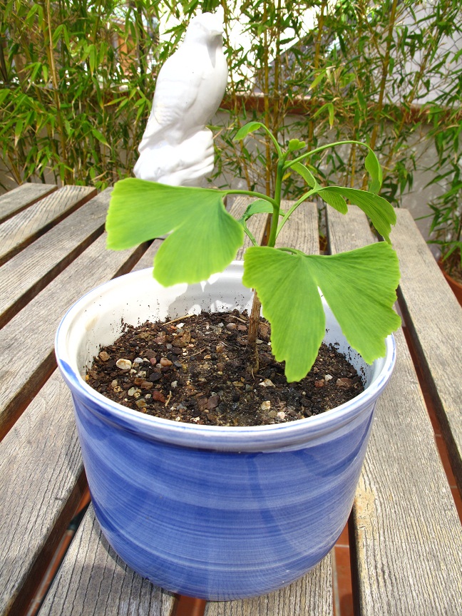 Adopted ginkgo biloba plant