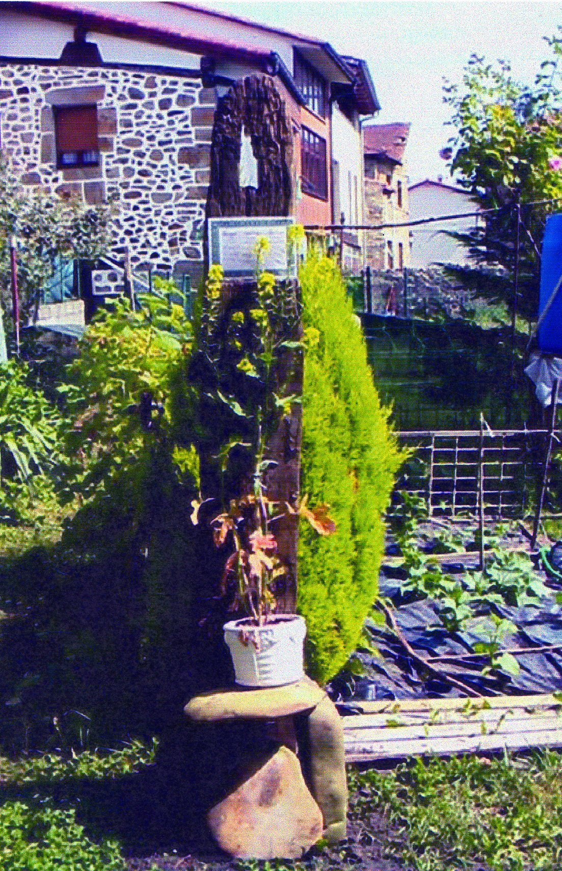 Adopted mustard plant