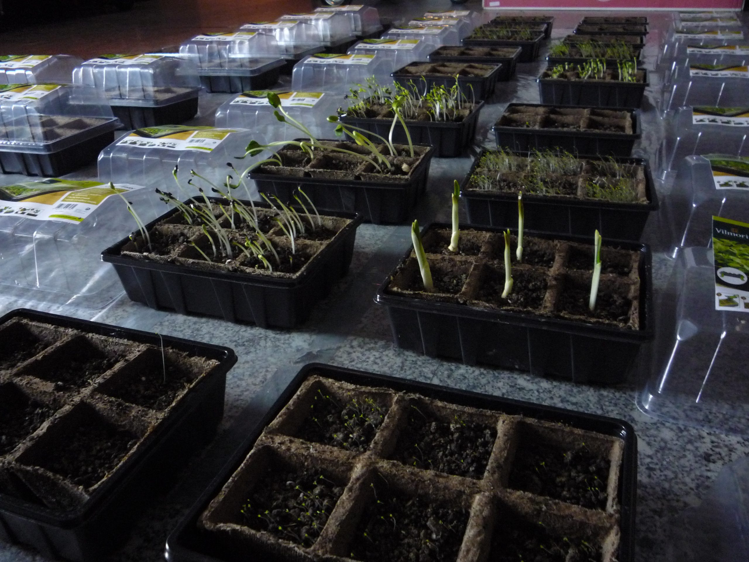 Germinating plants in Artium