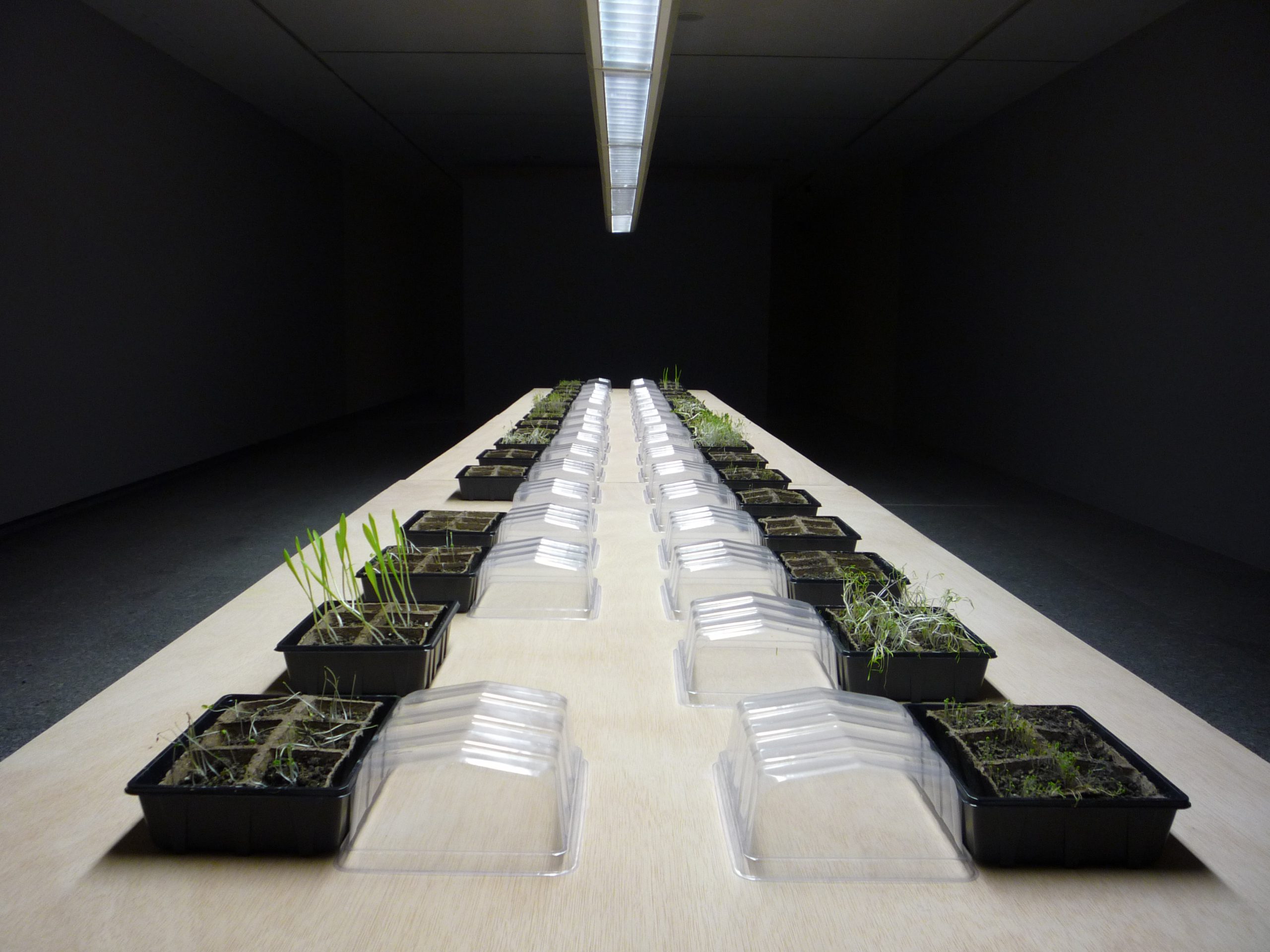 Medicinal plants in Artium