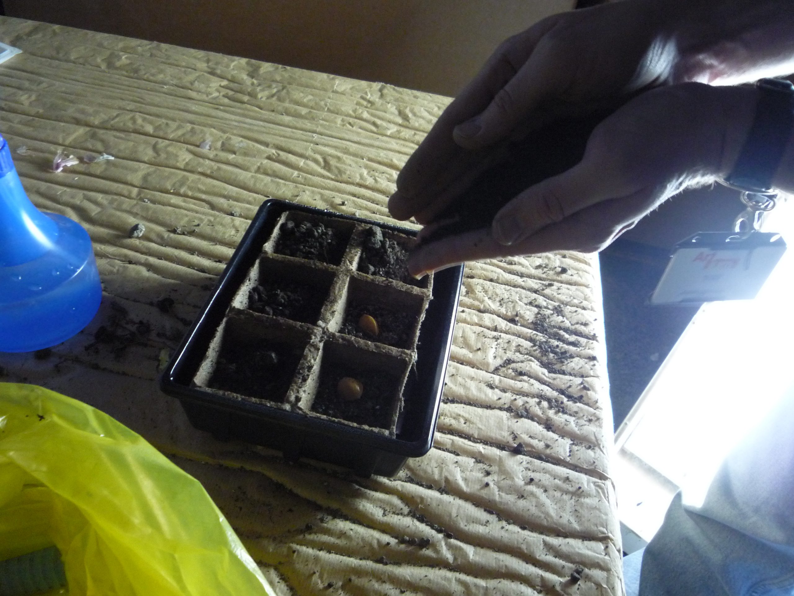 Germinating medicinal plants in Artium