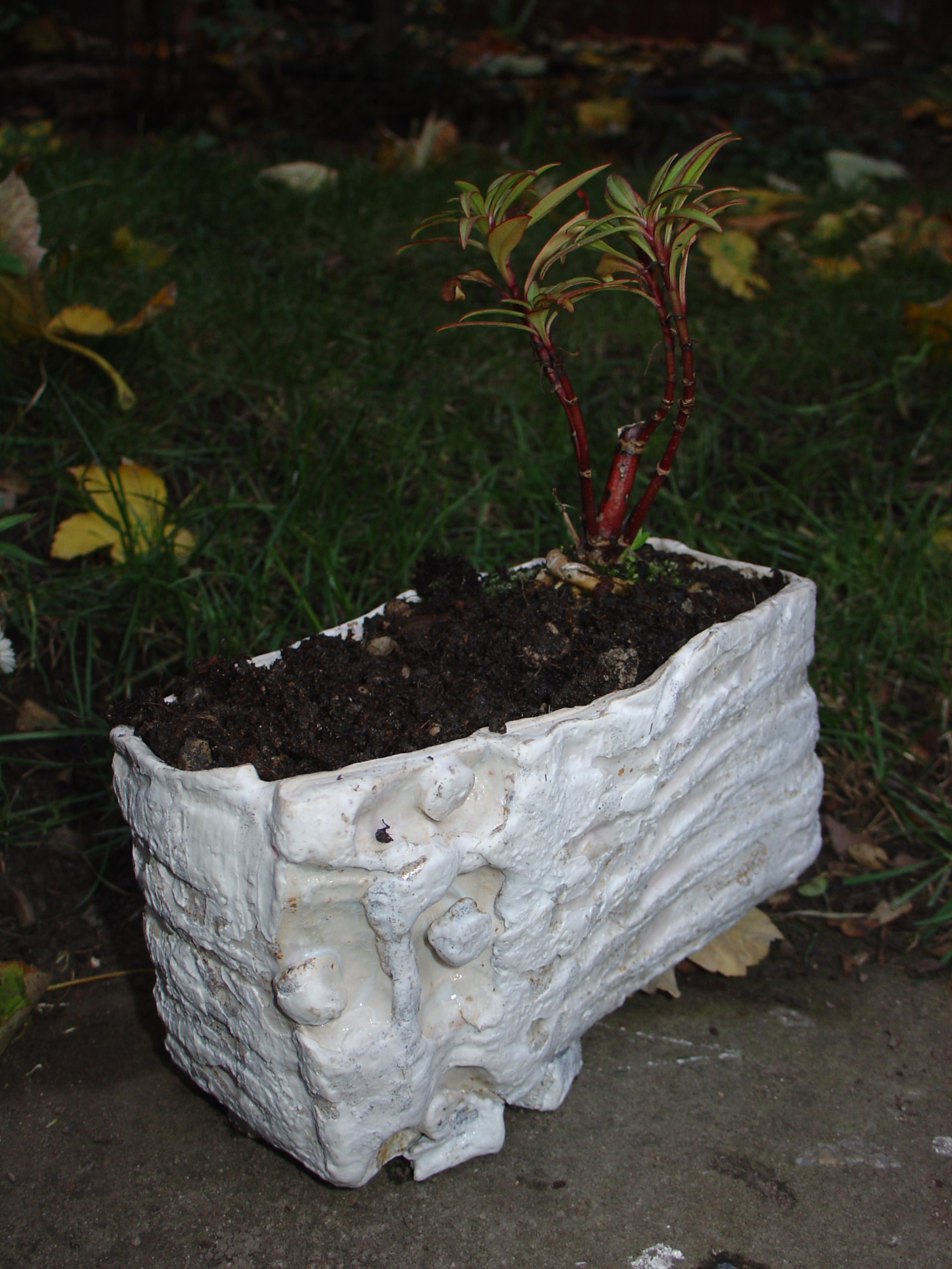 Adopted valerian plant