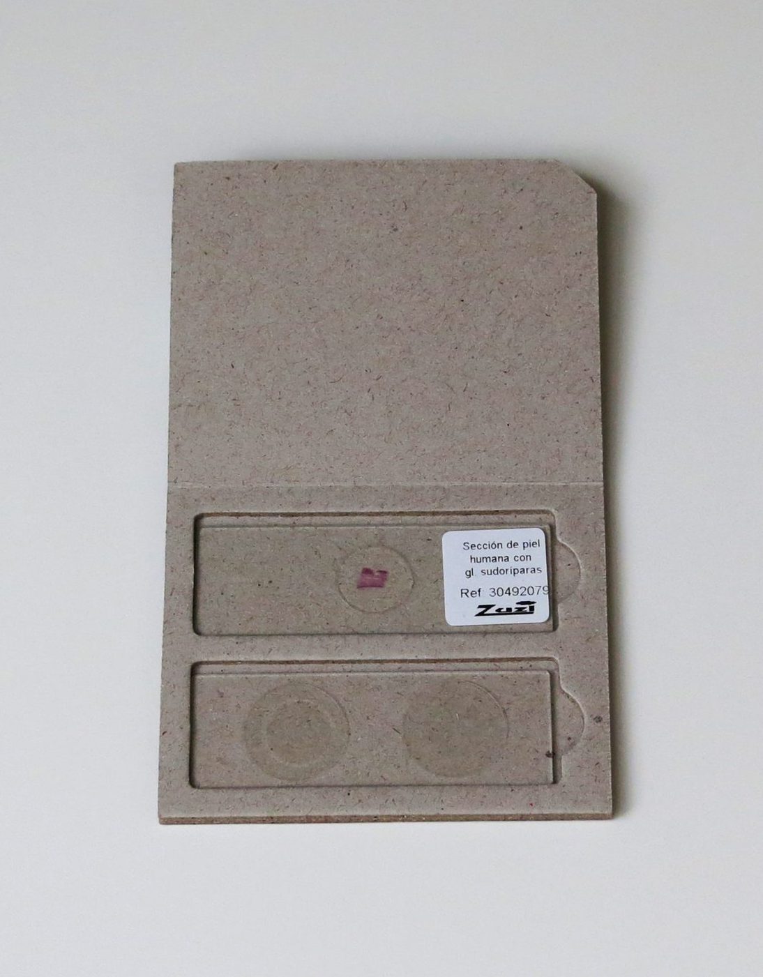 Transformation Study (Water to Sweat)